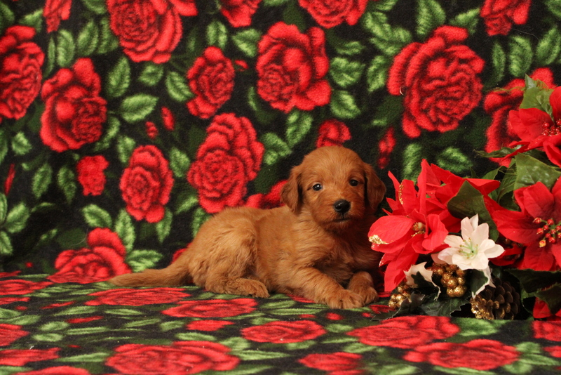 puppy, for, sale, Mini Goldendoodle F1, Matthew B. Stoltzfus, dog, breeder, Gap, PA, dog-breeder, puppy-for-sale, forsale, nearby, find, puppyfind, locator, puppylocator, aca